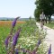 Ein 200 Kilometer langer Fahrradweg  führt um den Balaton.  