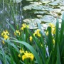 Seerosenteiche leuchten durch den dichtbewachsenen Park