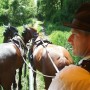 Über schmale Waldpfade von Schloss Héderváry geht die Kutschfahrt